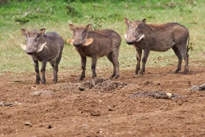 Images Dated 3rd July 2012: Warthog (Phacochoerus africanus), Aberdare