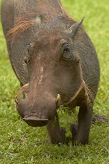 Images Dated 17th March 2014: Warthog (Phacochoerus africanus), Kruger