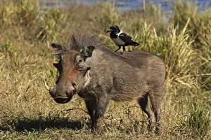 Piggyback Prints: warthog with pied crow on his back, Chobe NP, Botswana