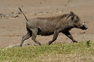 Warthog - running