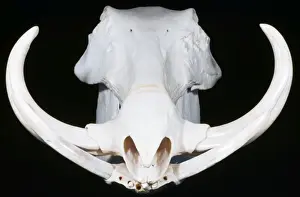 Warthogs Prints: Warthog Skull