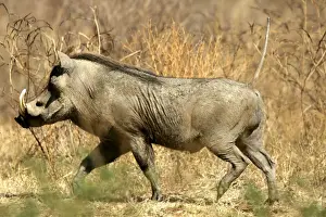 Warthogs Prints: Warthog. South Luangwa Valley National Park - Zambia - Africa