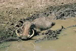 Wallowing Prints: Warthog - wallowing