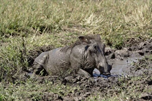 Warthog wallowing in mud hole, Phacochoerus