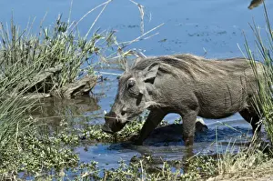 Warthogs Prints: Warthog - in waterhole - Mashatu Game Reserve - Botswana