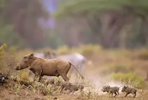 Warthogs Prints: Warthog - with young - Kenya JFL03958