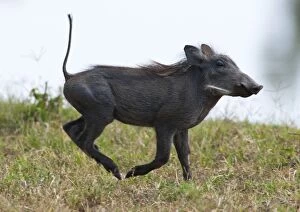 Warthog - young running
