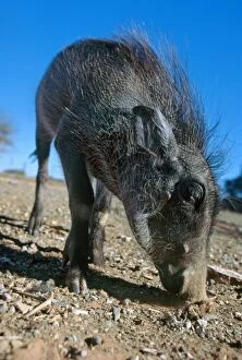 Warthog - Young warthog foraging for tubas
