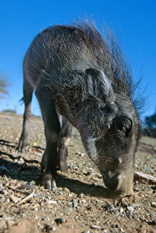 Images Dated 12th July 2005: Warthog - Young warthog foraging for tubas. Etosha, Namibia. Africa