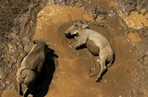 Warthogs - wallowing in mud