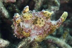 Warty Frogfish - Bianca dive site, Lembeh Straits