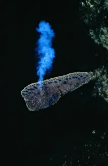 Warty Prowfish Showing defense system: Venomous cloud expelled from vent near gills. Southern Australia