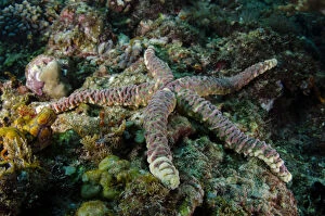 Images Dated 25th February 2019: Warty Sea Star - The Cove dive site, Atauro Island, East Timor (Timor Leste) Date: 25-Feb-19