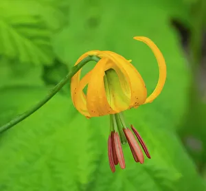 Images Dated 2021 October: Washington State, Central Cascades, Columbia Tiger Lily wildflower Date: 01-07-2020