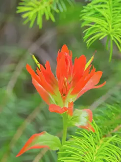 Washington State, Central Cascades, Magenta Paintbrush Date: 12-08-2020