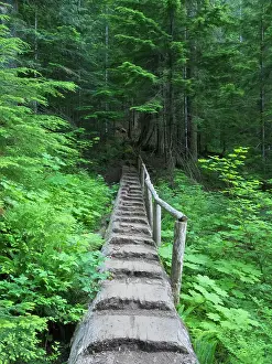 Washington State, Central Cascades, Old Fir tree bridge, on trail to Annette Lake Date: 15-07-2020