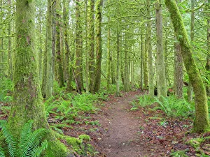 Images Dated 2021 October: Washington State, Tiger Mountain, Trail through Moss covered trees Date: 29-01-2021