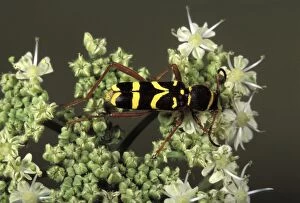 Images Dated 9th May 2007: Wasp Beetle. Europe