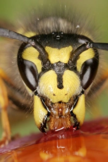 Images Dated 11th October 2004: Wasp Close up of feeding Bedfordshire UK