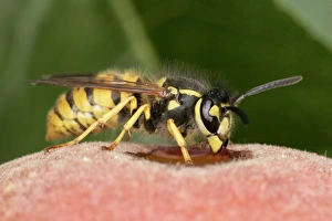 Images Dated 11th October 2004: Wasp Feeding on peach Bedfordshire UK