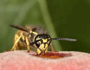 Images Dated 11th October 2004: Wasp Feeding on peach Bedfordshire UK