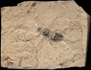 Images Dated 13th March 2009: Wasp Fossil