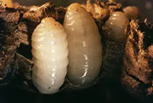 Grub Prints: Wasp Grubs