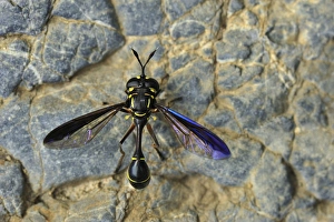 Images Dated 10th December 2008: Wasp - Gunung Leuser National Park - Northern Sumatra - Indonesia