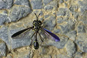 Wasps Prints: Wasp - Gunung Leuser National Park - Northern Sumatra - Indonesia