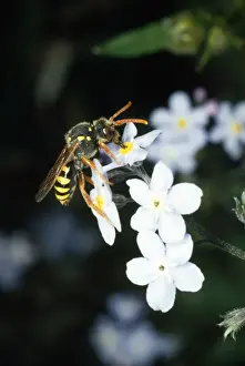 Mimicry Prints: Wasp Mimic Bee