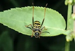 Look Alike Prints: Wasp Mimic Beetle UK