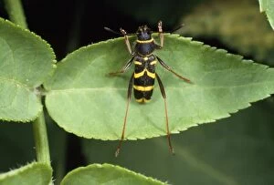 Images Dated 19th October 2012: Wasp Mimic Beetle - UK