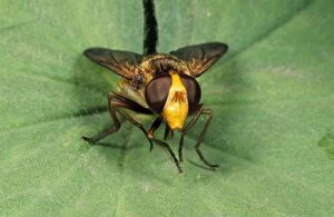 Wasp mimic Hoverfly