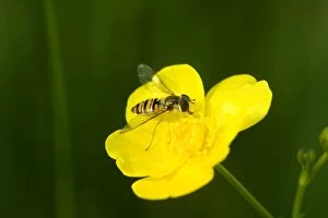 Images Dated 2nd June 2007: Wasp mimic hoverfly - Hoverflies are harmless and they mimic wasps as a protection