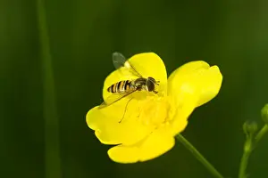 Hoverflies Prints: Wasp mimic hoverfly - Hoverflies are harmless and they mimic wasps as a protection