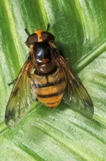 Segments Prints: Wasp-Mimic Hoverfly UK