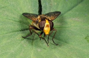 Images Dated 7th March 2006: Wasp-mimic Hoverfly UK