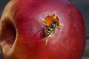 Wasp - on red apple