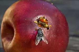 Wasp - on red apple with fly