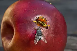 Wasps Prints: Wasp - on red apple with fly