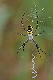 Images Dated 8th August 2012: Wasp Sider in the middle of its giant web