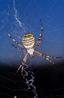Wasp spider, Argiope bruennichi, on the web waiting