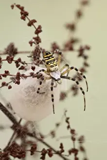 Cocoon Prints: Wasp Spider -by cocoon - Bedfordshire UK 008129