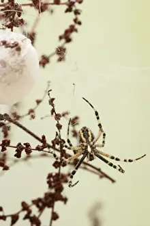 Cocoon Prints: Wasp Spider -by cocoon - Bedfordshire UK 008132