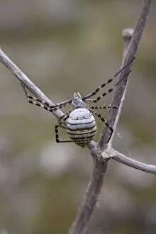 Images Dated 29th October 2009: Wasp Spider - female near web - Minorca 8300