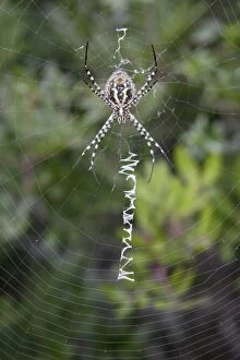 Images Dated 29th October 2009: Wasp Spider - female on web - Minorca 8291