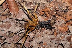 Images Dated 21st November 2007: Wasp with its spider prey