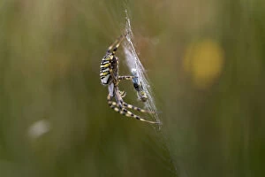 Arachnids Gallery: Wasp Spider - With Prey - Cornwall - UK