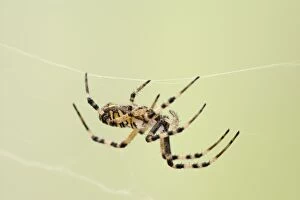 Wasp Spider - walking on web