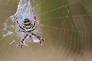 Images Dated 30th September 2012: Wasp Spider - in web